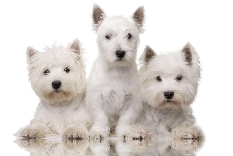 How Much is a Westie? Puppy and Adult Dog (with Calculator) – PetBudget