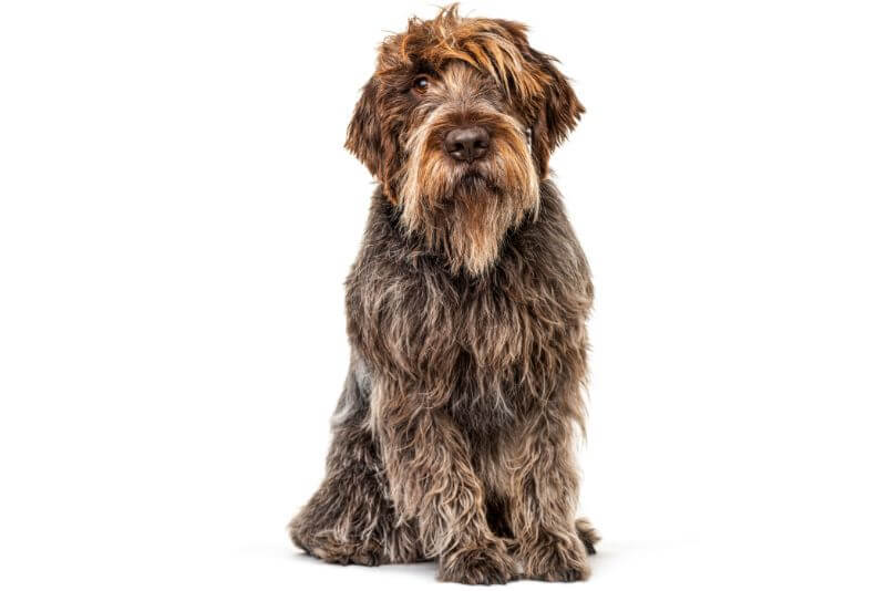 Cost of a Wirehaired Pointing Griffon 