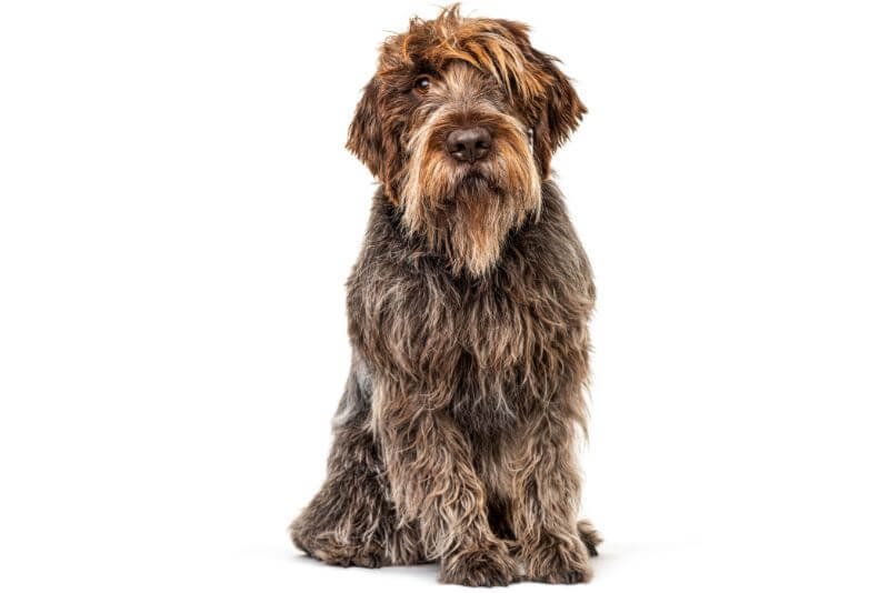 griffon wirehaired pointer