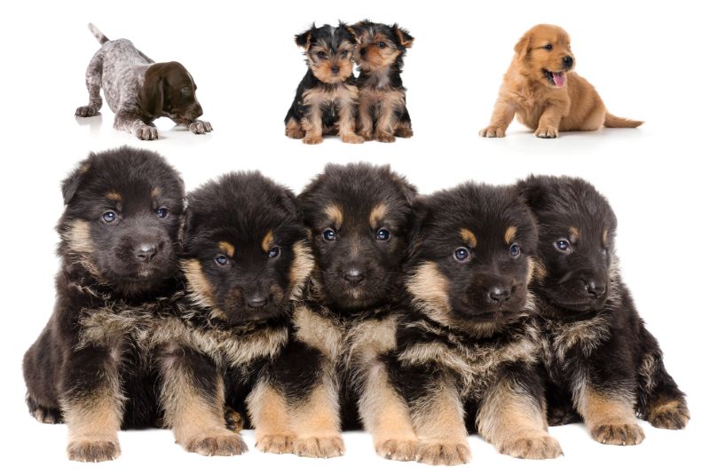 21 Popular Puppies You Can Buy For 1 000 Or Less In The Us Petbudget Pet Costs Saving Tips