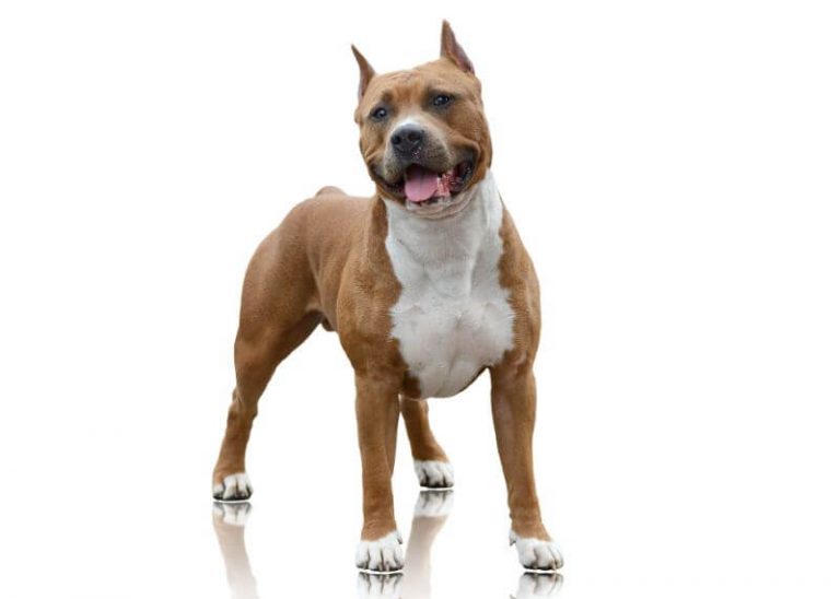 How Much is an American Staffordshire Terrier? A Cost