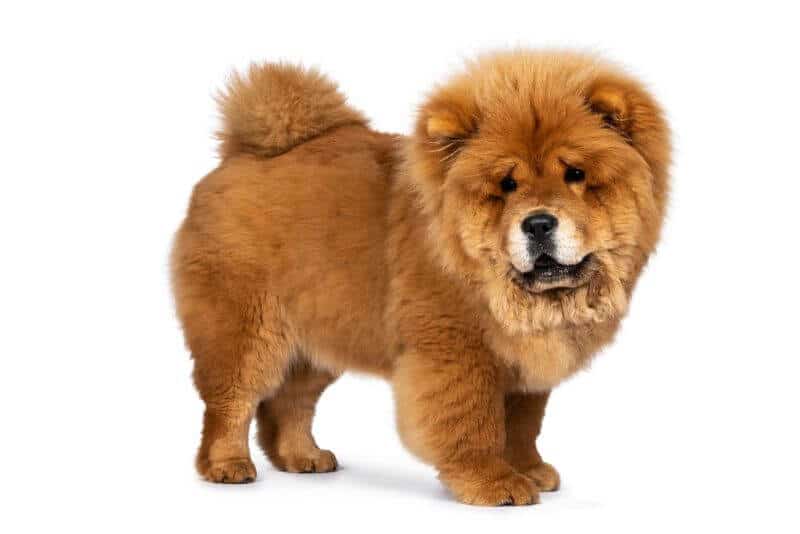 The Price of Chow Chow Puppies & Adult Dogs (with Calculator) – PetBudget