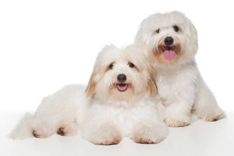 how much do coton de tulear puppies cost