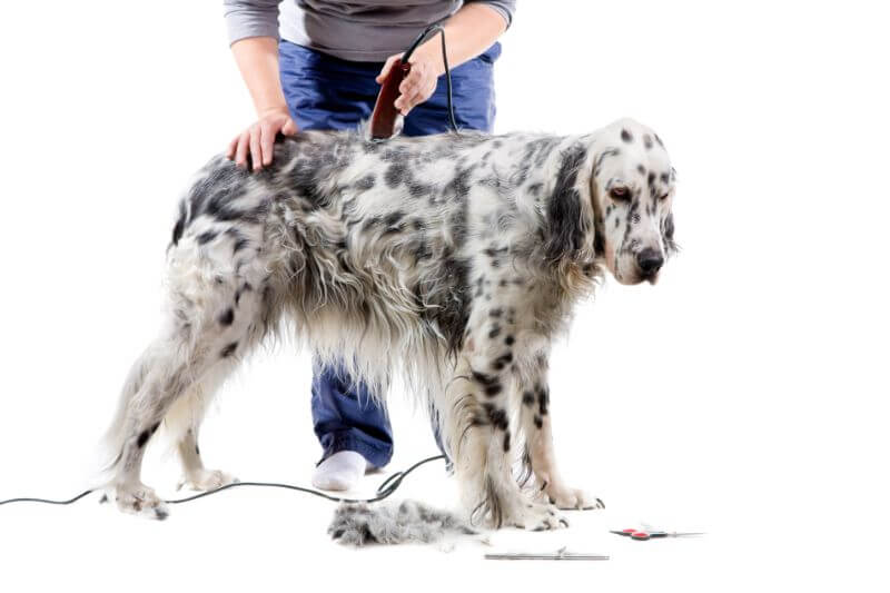 The Ultimate English Setter Cost Guide (with Calculator ...