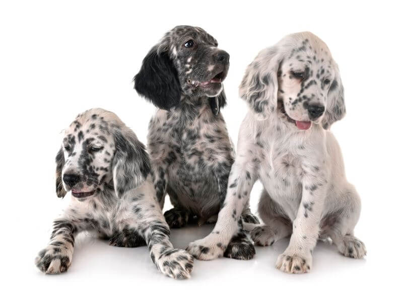 The Ultimate English Setter Cost Guide (with Calculator ...
