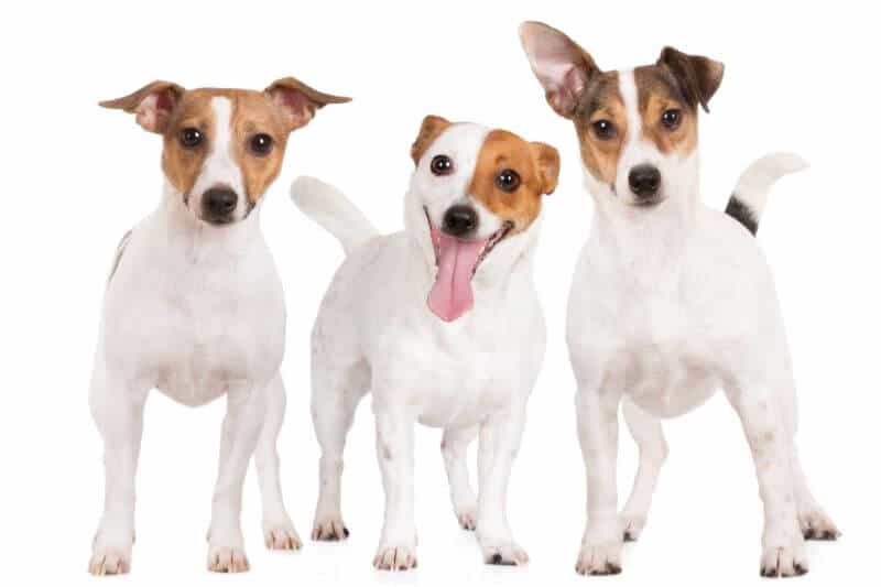 The Jack Russell Terrier Cost Guide (with Calculator) – PetBudget