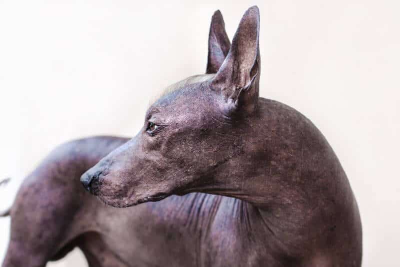 How Much is a Xoloitzcuintli? The Price Guide with Calculator – PetBudget