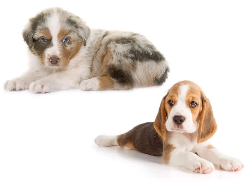 8 Puppies You Could Buy Under $200 in 