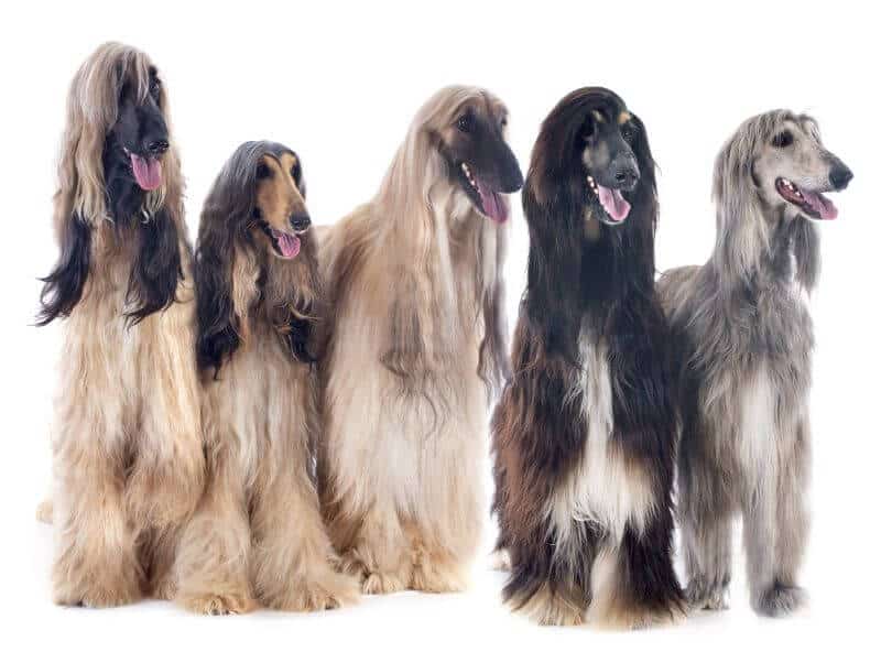 How Much is an Afghan Hound? Cost Guide with Calculator