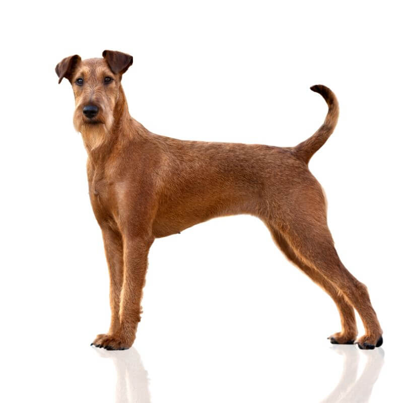 [+] 5 Months Old Premium Irish Terriers Dog Puppy For Sale Or Adoption
Near Me