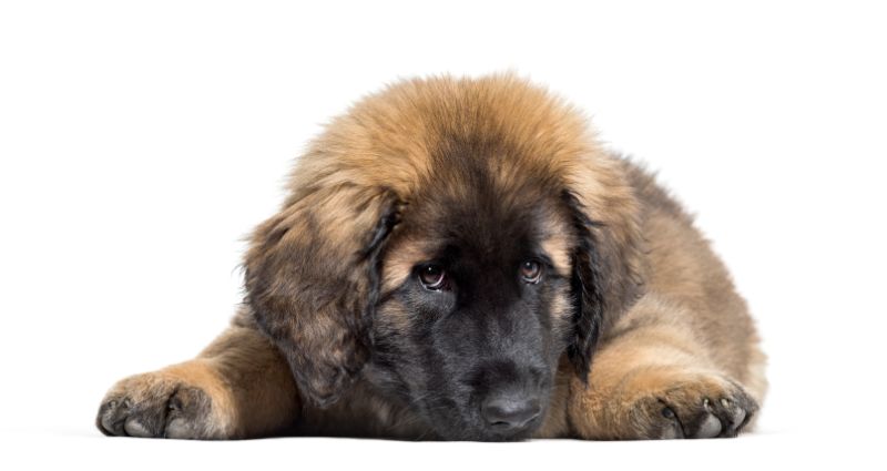 How Much is a Leonberger? The Price Guide with Calculator