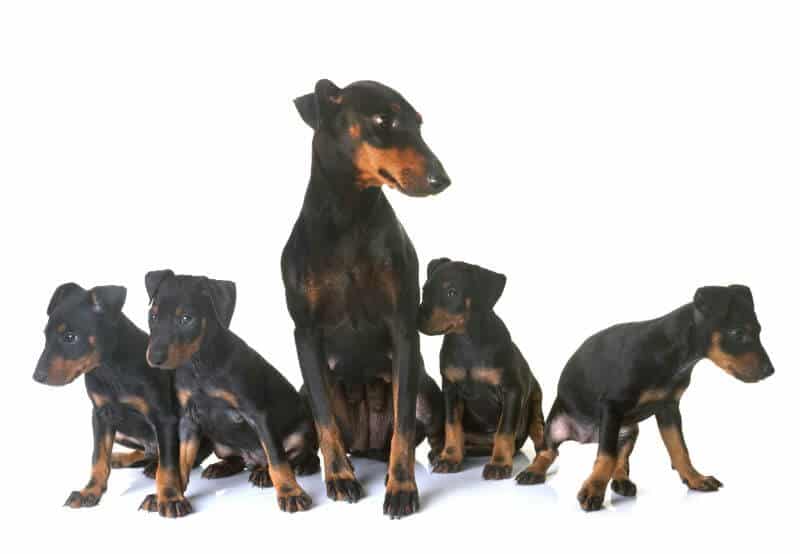 21 Best Ways to Find a Manchester Terrier near You – PetBudget