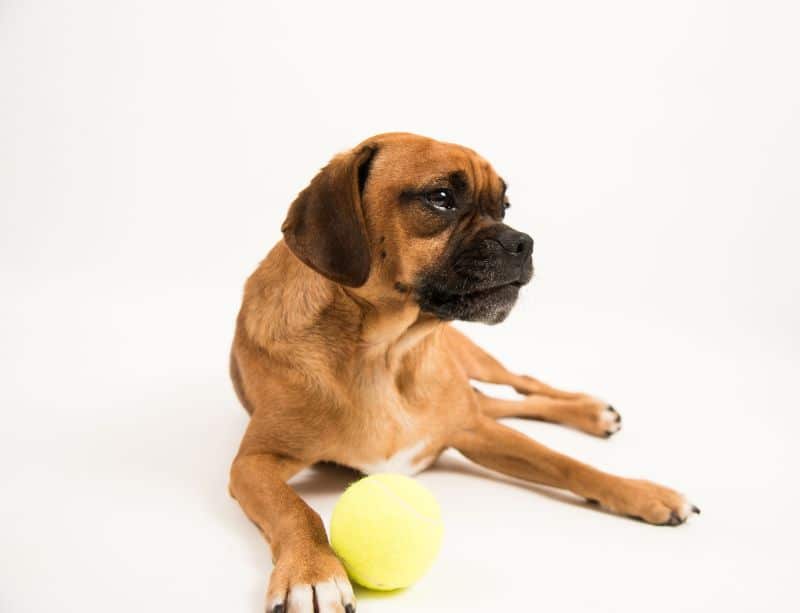 How Much is a Puggle? Puppy & Adult Dog (with Calculator)