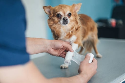 A Breakdown of Cost of ACL Surgery for Dogs