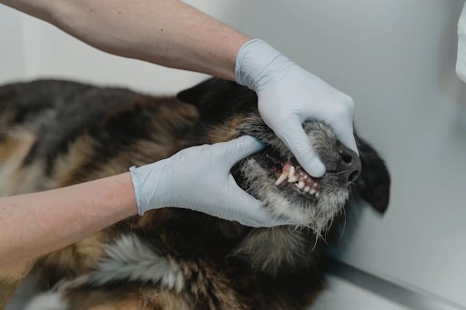Average Cost Of Dog Tooth Extraction