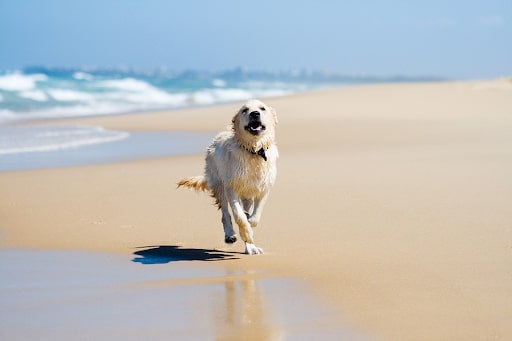Dog Hip Replacement Surgery - To Give Your Pet An Active Life Again