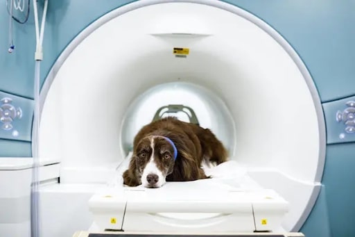Factors That Affect The Cost Of Dog MRI