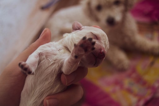 Factors That Influence The Cost Of C-Section For Dogs