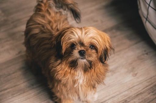 How Long Does A Shih Tzu Live PetBudget