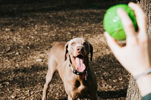 How Much Does Dog Daycare Cost