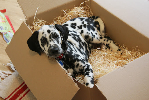 Shipping A Puppy Cost