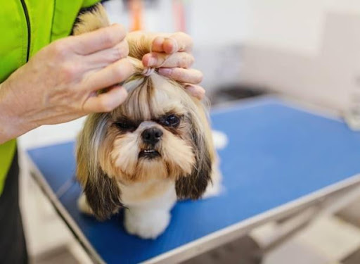 Trimming the Fur Around the Eyes