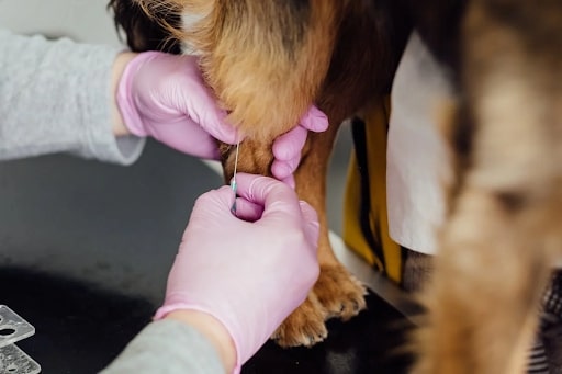 Understanding Dog Insulin and Its Importance in Managing Diabetes