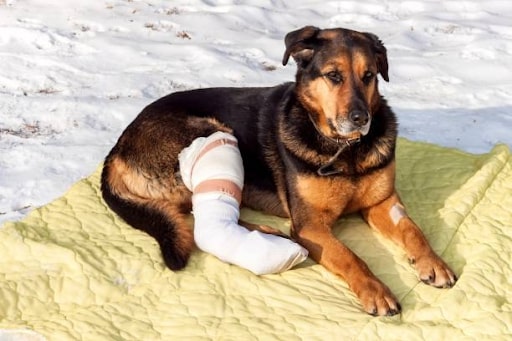 Ways to Lower ACL Surgery Costs for Dogs